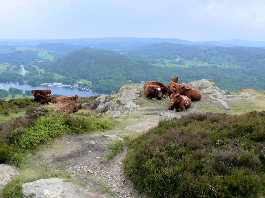 Gummer's How Gummer's How